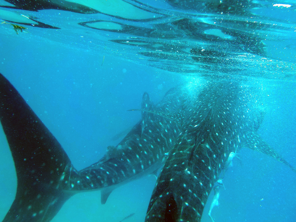 Whales Sharks of Oslob